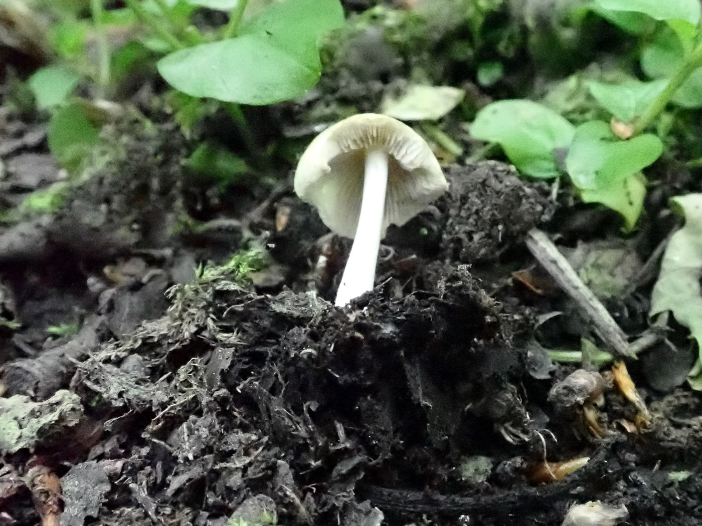Photo by Penny Cullington Psathyrella candolleana by Penny Cullington